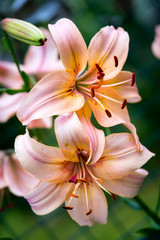 two lilies peach color in nature