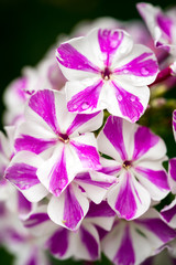 Closeup of Phlox peppermint twist