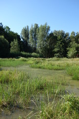 Sumpflandschaft Teichlandschaft Pegnitzwiese Nürnberg