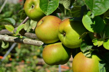 Apples on the vine, U.K. Summer fruit before harvesting.