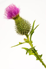Silybum marianum -milk thistle flower-head isolated on white.