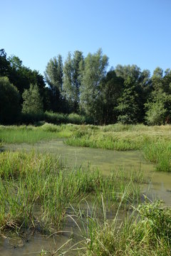 Sumpflandschaft Teichlandschaft Pegnitzwiese N&uuml;rnberg