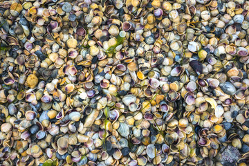  seashells on the coast
