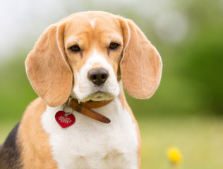 Beagle dog outdoors in nature