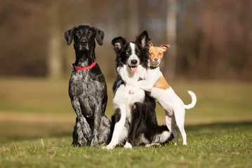 Fotobehang Drie honden buiten in de natuur © Mikkel Bigandt