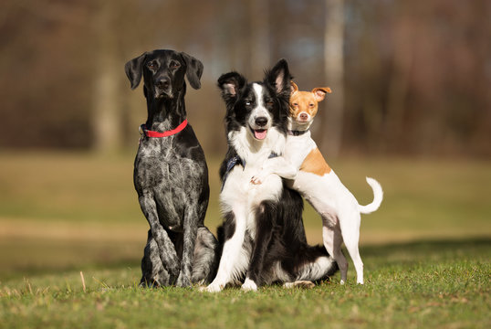 Multiple Dogs Images – Browse 2,758 Stock Photos, Vectors, and Video |  Adobe Stock
