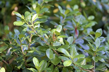 Florida Eastern Lubber Grasshopper on a bush
