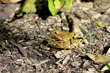 Florida Eastern Lubber grasshopper matting