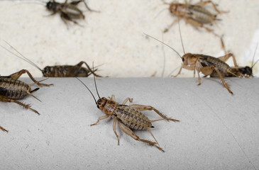 Steppengrillen auf Paprolle