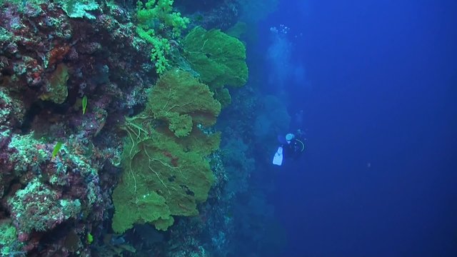Drop off on a coral reef with sae fans, soft corals, sponge corals, damselfish, unicornfish, surgeonfish and divers 