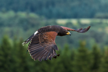 Vogel im Flug