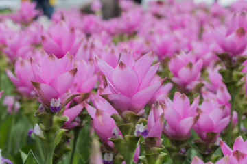 Obraz premium siam tulip flower