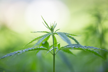 Young cannabis plants.