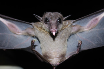bat is mammal and live in the night