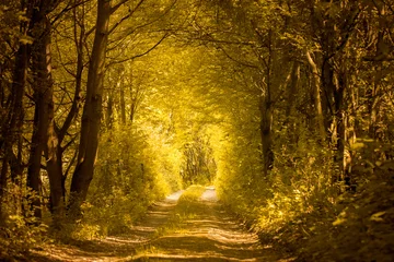 Fotobehang Betoverde Bos path in golden forest  © santiago silver