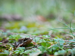 Frosch 