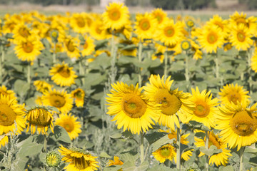 Sunflower Field