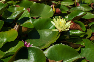 water lily