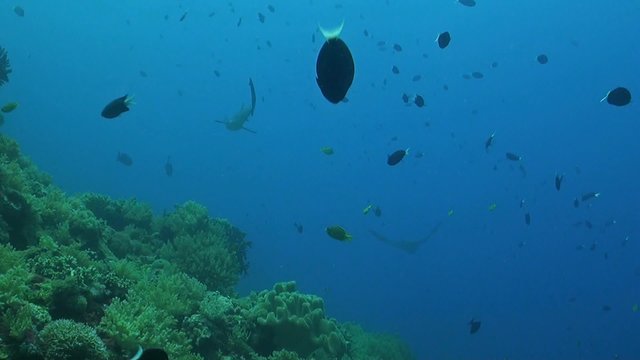 Eagle ray swimming over a coral reef