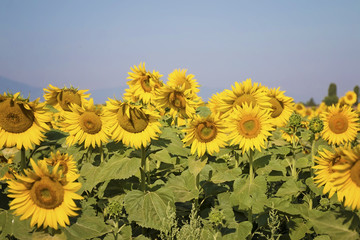 Sunflower Field