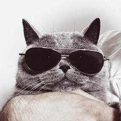 Funny muzzle of gray British cat in sunglasses