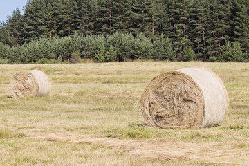 Hay Bales