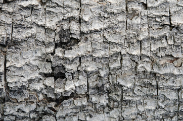 Tree bark texture background