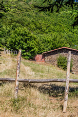 Fototapeta premium Campagne jaunis par la sècheresse de l'été caniculaire