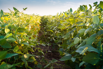 Soybean Field