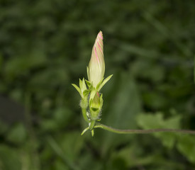 Three Morning Glory Buds on Vine