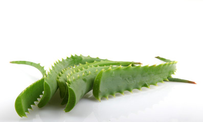 Fototapeta premium aloe vera