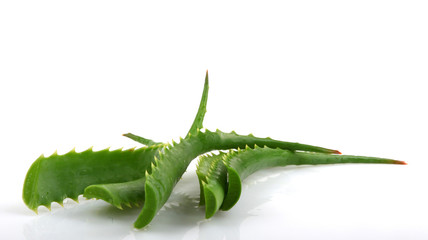 Naklejka premium aloe vera