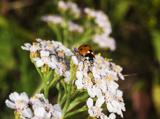 Fototapeta premium Ladybug