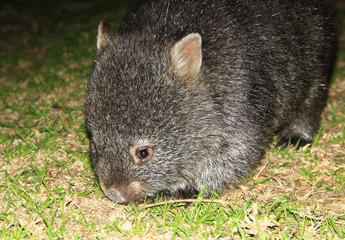 wombat, australia