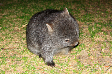 wombat, australia