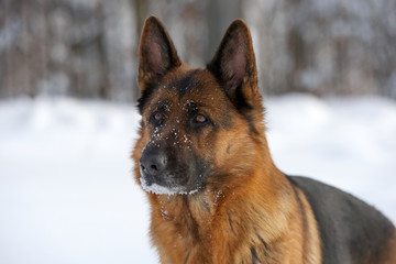German shepherd