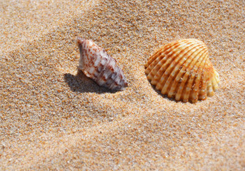 Shell on the beach