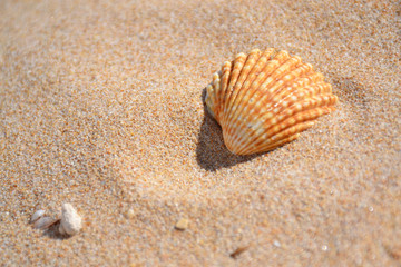 Fototapeta na wymiar Shell on the beach