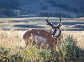 Pronghorn Antelope © Western Photographs