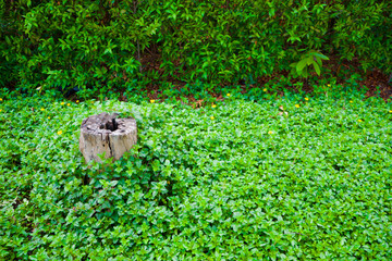 Stump in the left among green plants