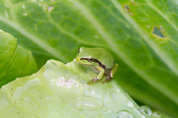 Green frog