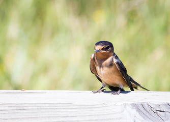 Baby Barn Swallow