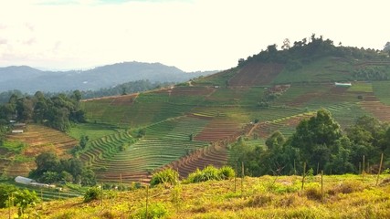 Naklejka premium Green season in chiangmai thailand