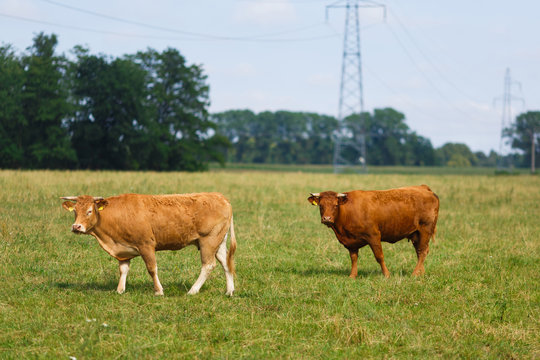 Limousin cattle on the field