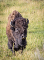 Bull Bison