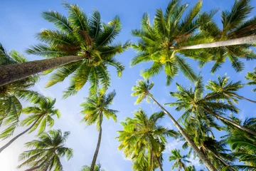 Fototapeten Palmen in Miami Beach © eyetronic