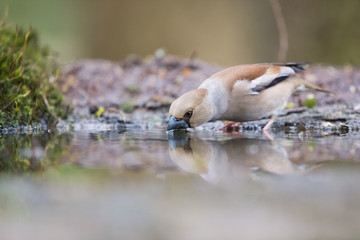 Hawfinch at water front