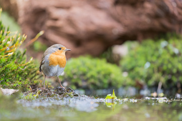 Great tit in water