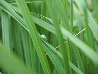 Käfer auf Grashalm