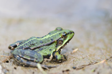 Pool frog